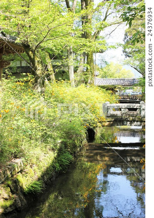 Matsuo Shrine Yamabuki Festival 24376934