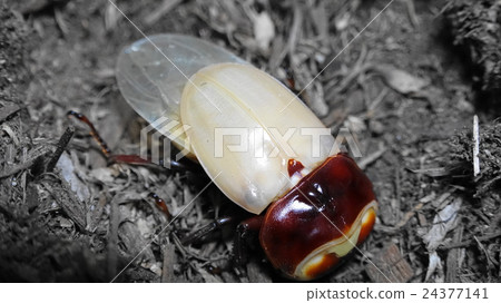 Emergence of Sumatran giant crabgrass Emergence of Sumatran giant crabgrass 24377141