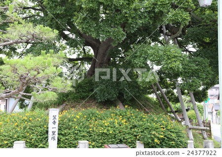 東海道五十三的卡薩德拉伊里蘇卡 東海道五十三的卡薩德拉伊里蘇卡 24377922