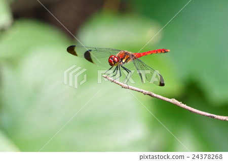 Small bow dragon dragonfly (male, immature) 24378268