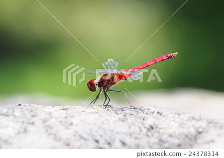 Conosimetorbos (male) Conosimetorbos (male) 24378314