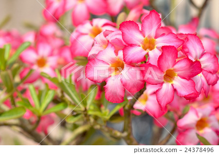 Flower of Wealth 24378496