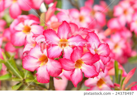 Flower of Wealth 24378497