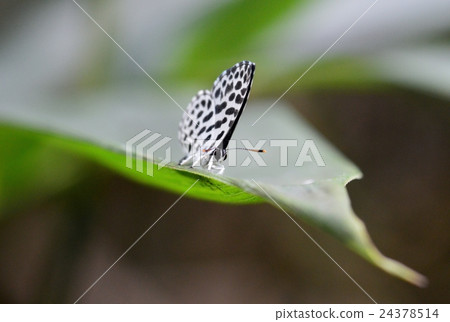 鵝清水 鵝清水 24378514