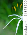 White Spider Lily with Green Background 24378709