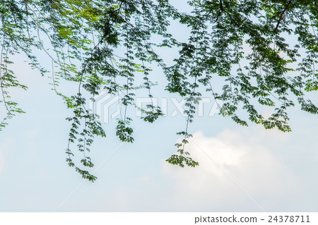 Curtain of Delonix Branches Curtain of Delonix Branches 24378711