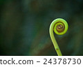 Curled Fern Fiddlehead with dark Background 24378730