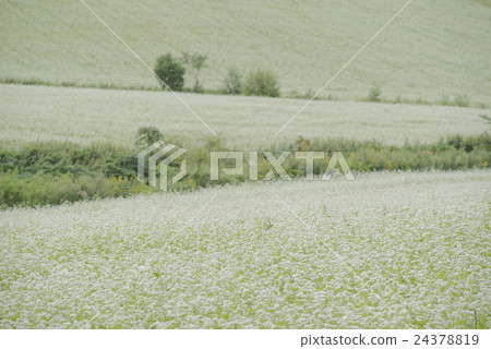 White hills White hills 24378819