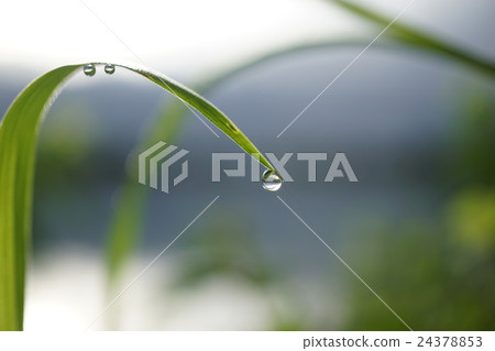 雨後的湖邊 24378853