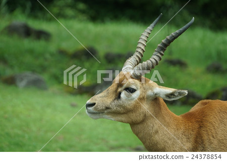 黑背 黑背 24378854