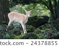 小鹿 24378855
