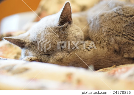 俄羅斯藍色的午睡 俄羅斯藍色的午睡 24378856