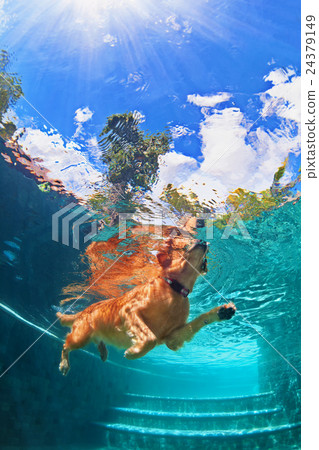 Golden labrador retriever puppy in swimming pool 24379149