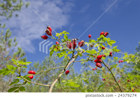 Briar wild rose hip 24379274