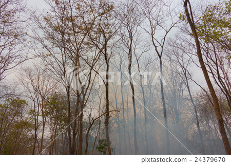 Soft focus at fire in leafy forest. Early spring Soft focus at fire in leafy forest. Early spring 24379670