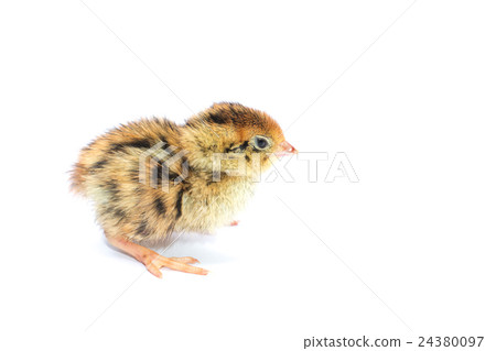 Yellow and brown baby quail on a white background Yellow and brown baby quail on a white background 24380097