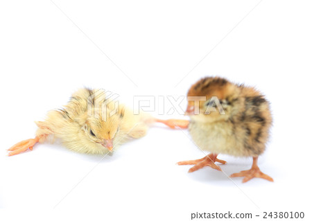 Yellow and brown baby quail on a white background Yellow and brown baby quail on a white background 24380100