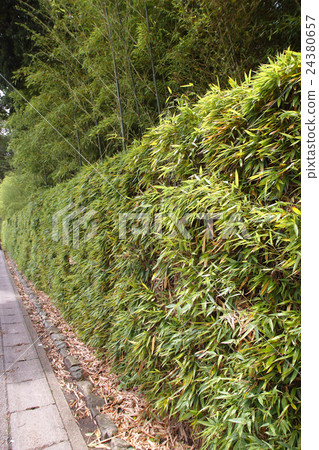 Katsura Rikyu Kurigaki 24380657