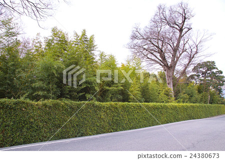 Katsura Rikyu Kurigaki 24380673