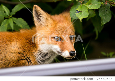 Fox Fox 24380682