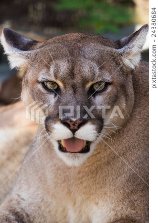 Puma Puma 24380684