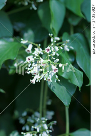 Summer fart and excreta (poisonous) It is a poor name. 24380927
