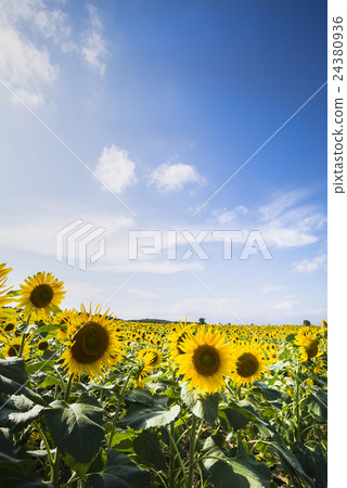 Sunflower and blue sky 24380936