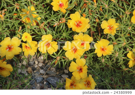 松葉按鈕 24380999