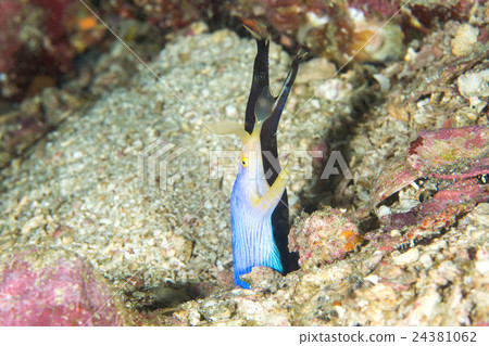 Porcupine beefsteak 24381062