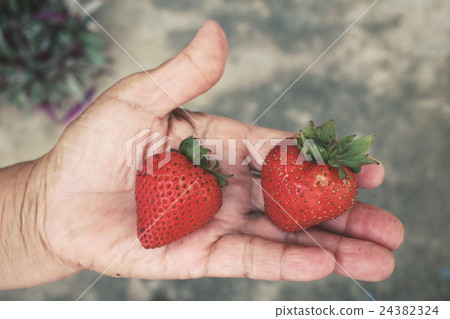 Fresh strawberries on hand Fresh strawberries on hand 24382324