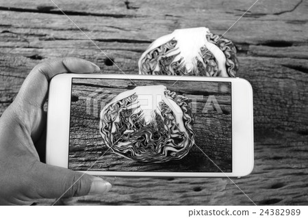 Taking a photo of red cabbage with smart phone 24382989