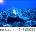 Sea turtle Okinoerabu Island 24383039