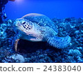 Sea turtle 24383040