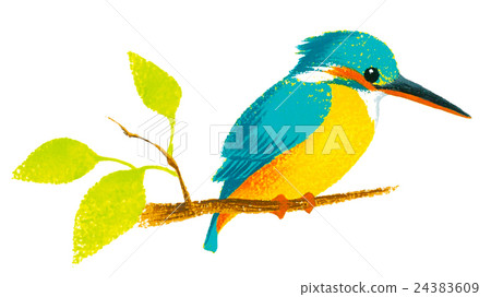 Illustrations of birds Kingfishers hand-painted 24383609