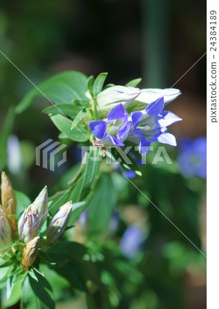 Dragon gully Language flower language is "Justice" It will bloom on a sunny day Dragon gully Language flower language is "Justice" It will bloom on a sunny day 24384189