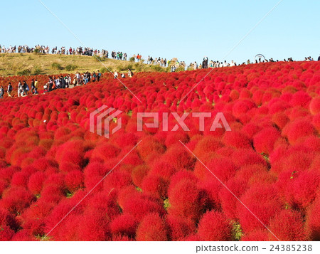 日立海灘公園的Kochia 24385238