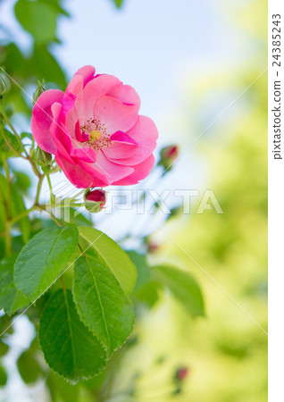 Rose (Angela) Rose (Angela) 24385243