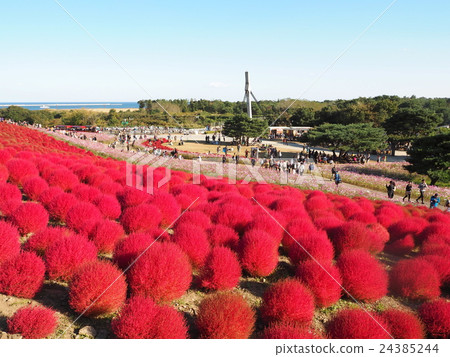 Kokia and Cosmos of Hitachi Beach Park 24385244