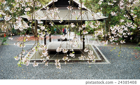 大豐神社 櫻花 大豐神社 櫻花 24385408