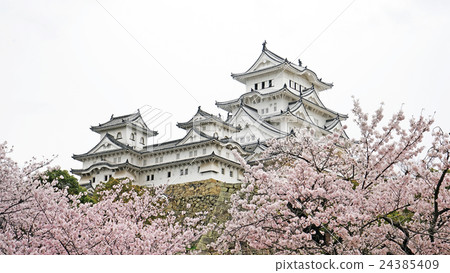 Himeji Castle Spring Cherry Blossom Himeji Castle Spring Cherry Blossom 24385409