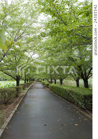 夏天的小徑 夏天的小徑 24385542