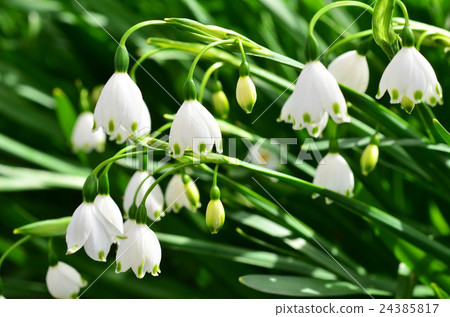 鈴蘭 鈴蘭 24385817