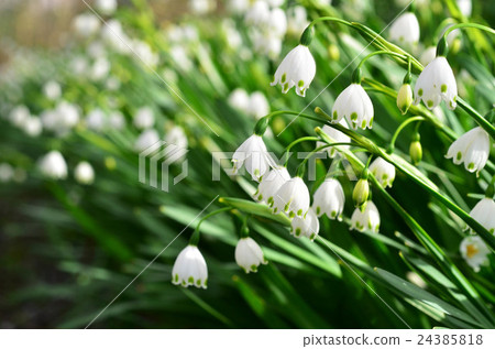 Lily of the valley 24385818