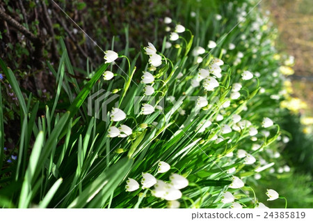 鈴蘭 鈴蘭 24385819