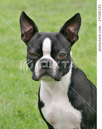 Typical Boston Terrier in the garden Typical Boston Terrier in the garden 24386181
