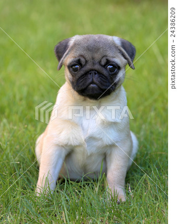 Typical Pug Dog in the  garden 24386209