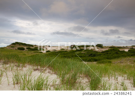 Sand dunes beach on the Cape Cod  24386241
