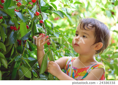 cute little girl plucks cherries in the garden 24386338
