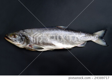 New spring salmon 24389717