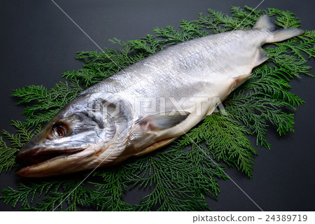 New spring salmon 24389719